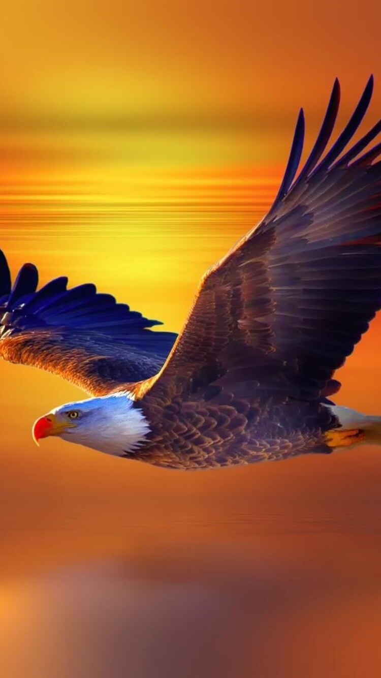 Download Free 100 + eagle wallpaper iphone Wallpapers