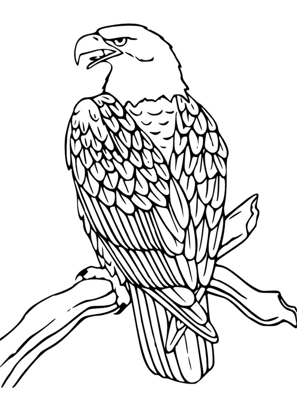 Coloring pages printable eagle coloing sheet