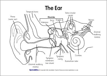 Label the ear worksheets sb