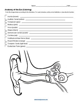 Anatomy of the ear coloring key by biologycorner tpt