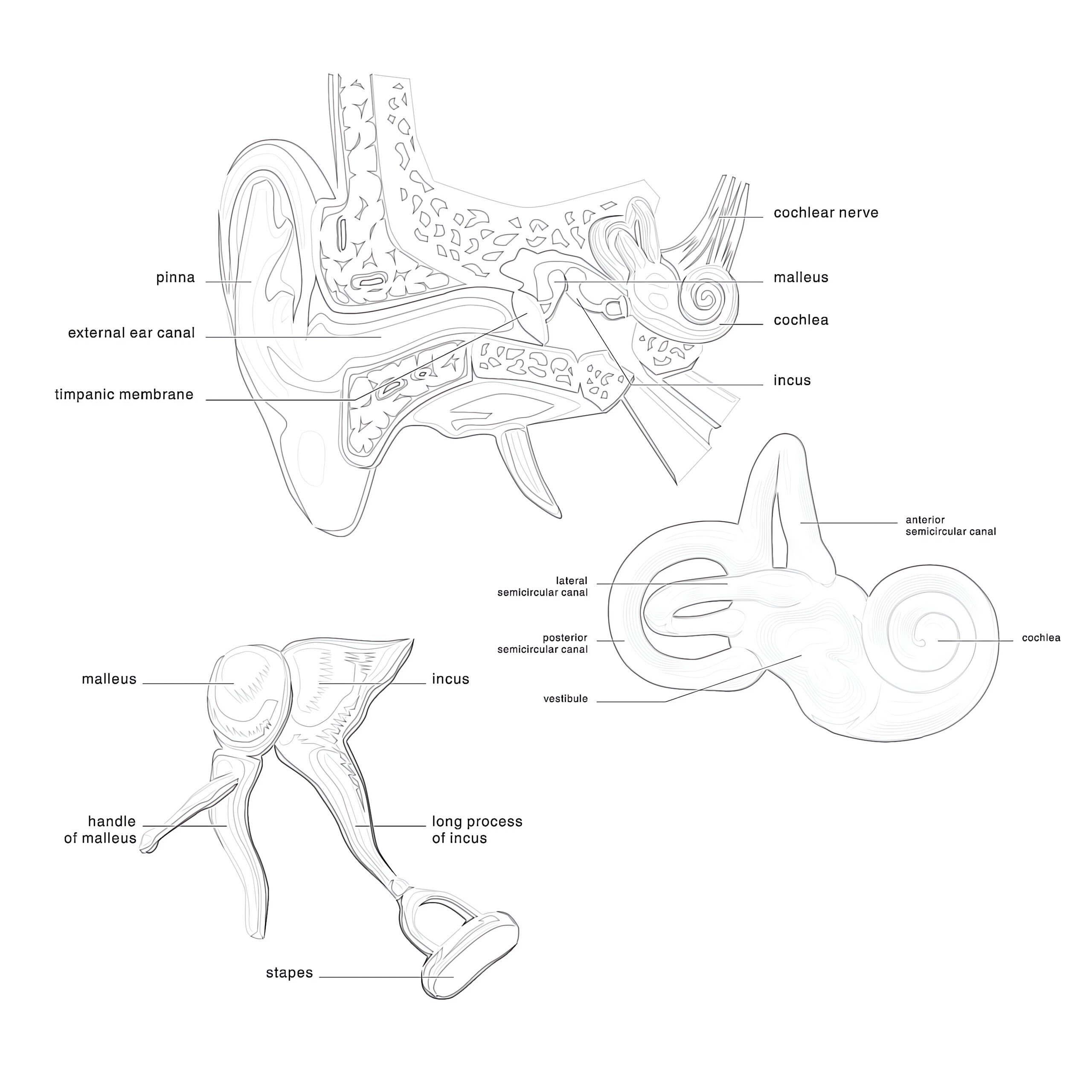 Anatomy of the ear coloring page