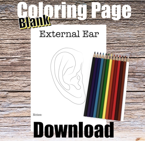 External ear anatomy coloring page blank digital download auricle anatomy outer ear diagram anatomy worksheet med rn student study guide