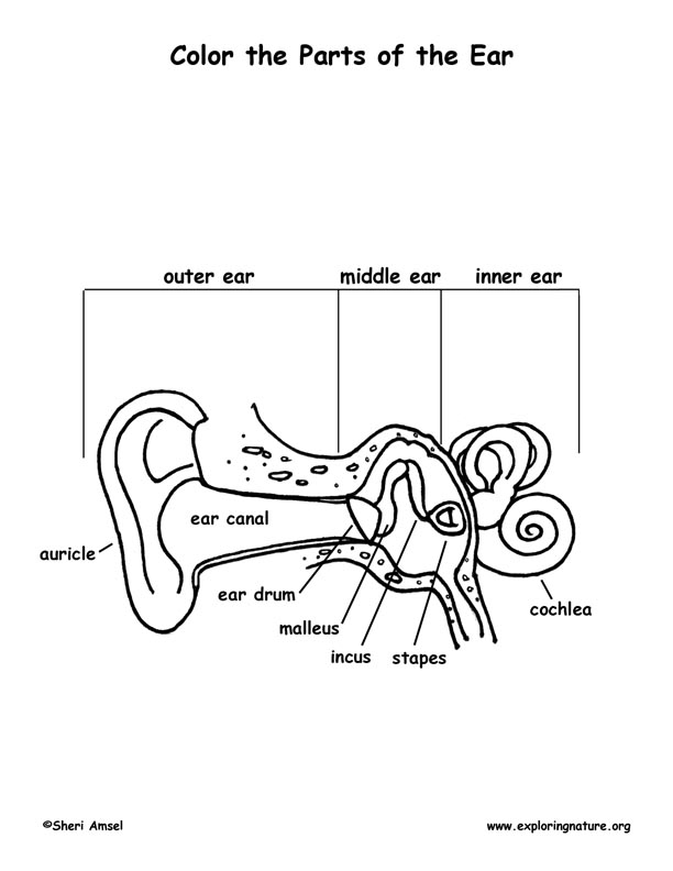 Ear anatomy coloring