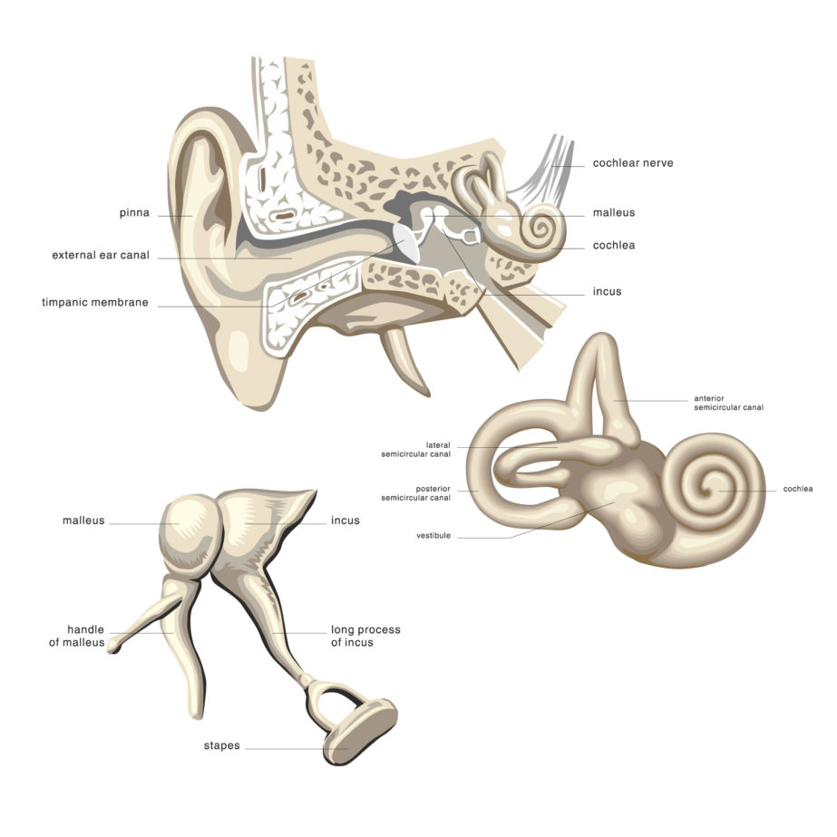 Anatomy of the ear coloring page