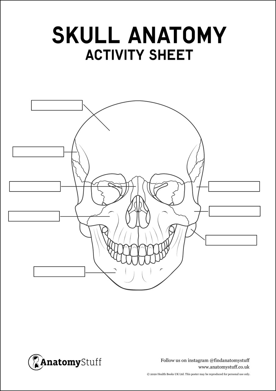 Skull anatomy activity sheet pdf louring in skull download