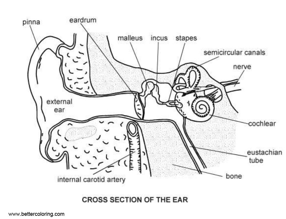 Free anatomy coloring pages ear diagram printable for kids and adults ear diagram basic anatomy and physiology anatomy flashcards