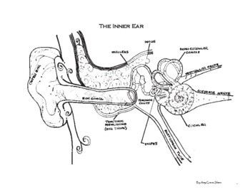 Inner ear anatomy coloring page by amy grace sloan tpt