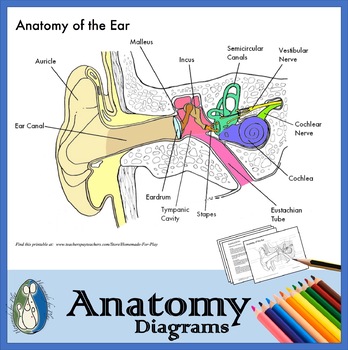 Anatomy of the ear