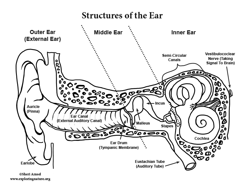 Ear anatomy coloring advanced