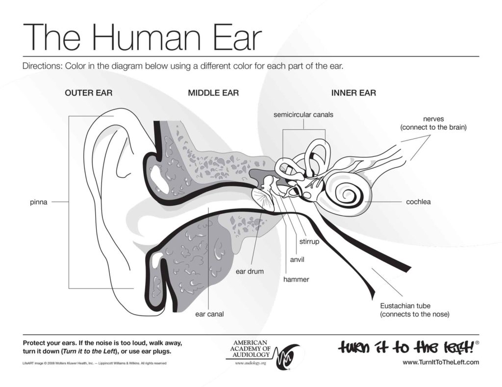 Speech hearing coloring pages â science fest