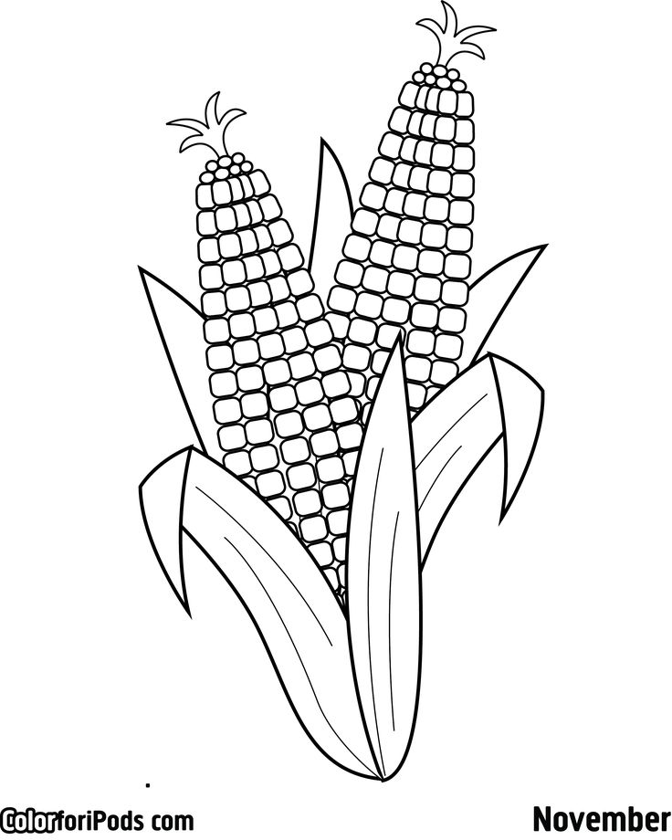 Ears of corn coloring pages coloring pages valentines day coloring page coloring sheets