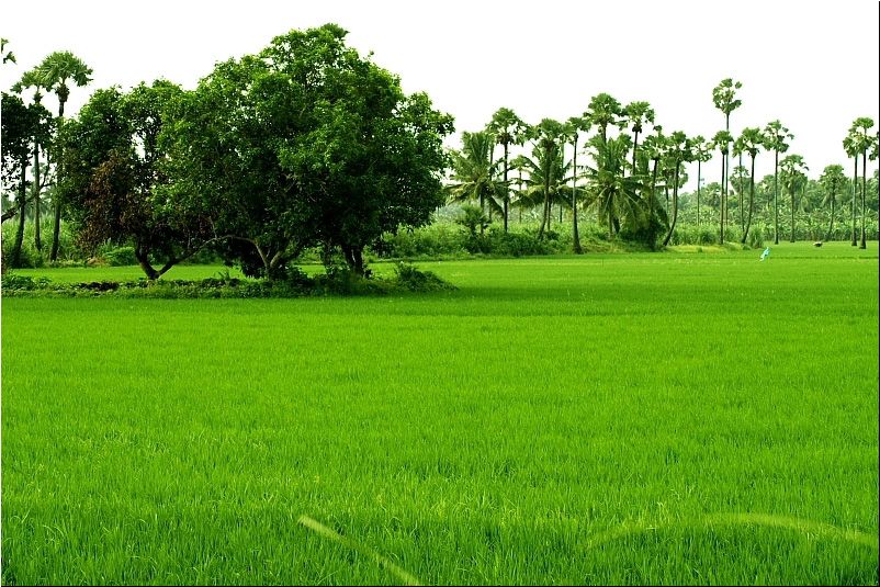 East godavari fields beautiful nature wallpaper beautiful nature nature wallpaper