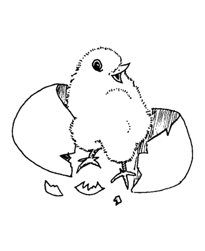 Easter chick coloring pages