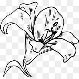 Flower coloring pages png