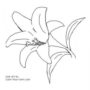 Easter lilies lilies drawing easter lily flower coloring pages