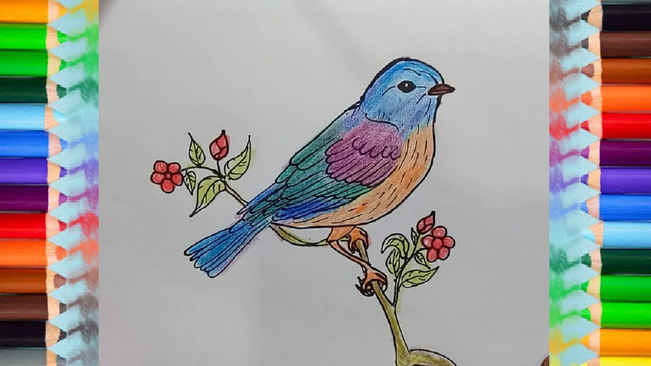 How to draw eastern bluebird step by step beautiful bird drawing