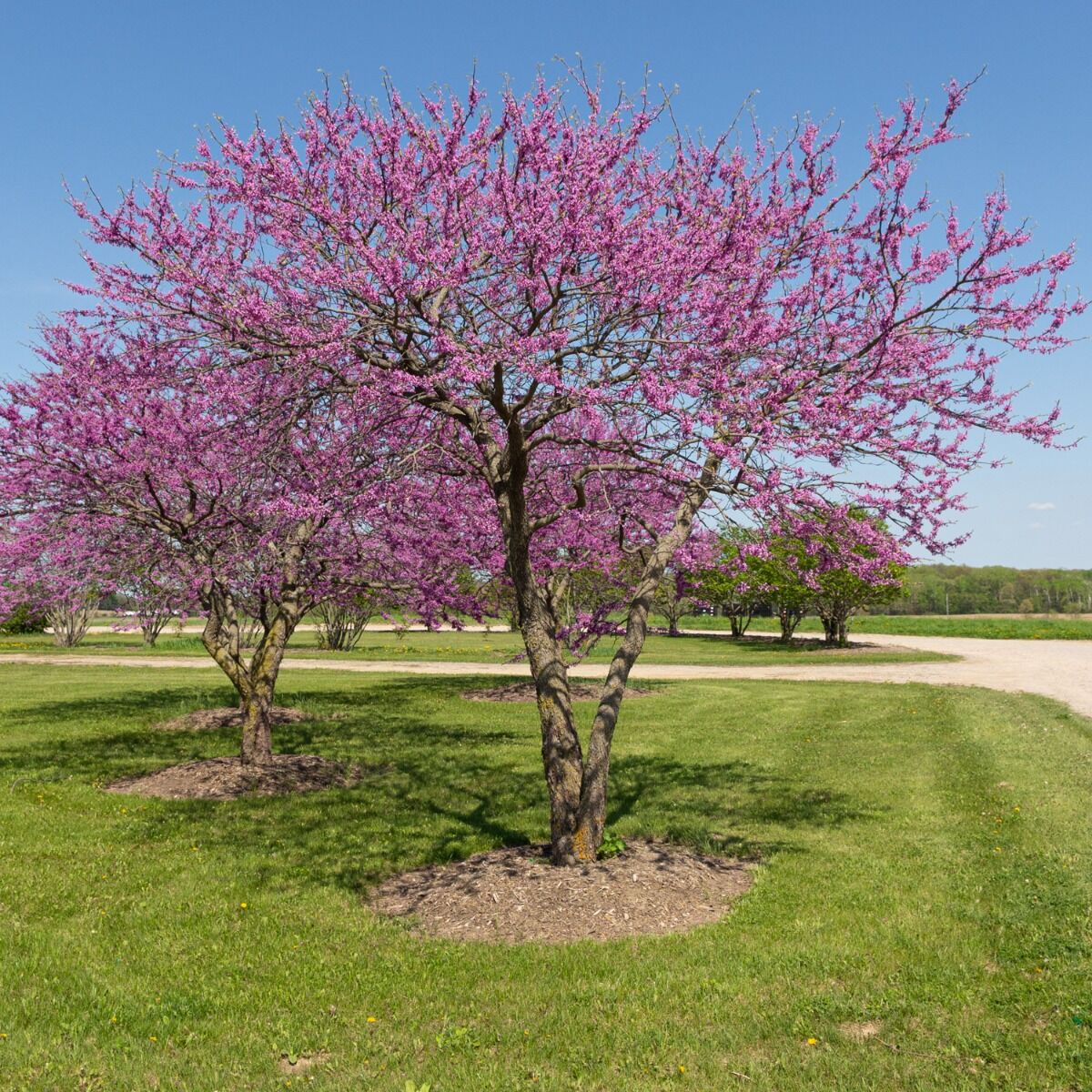 Redbud tree form cercis canadensis mckay nursery