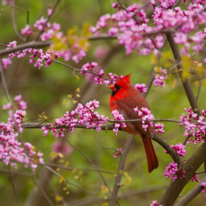 Redbud trees for sale eastern redbud tree for sale