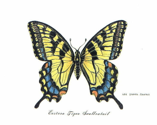 Eastern tiger swallowtail drawing by lee pantas