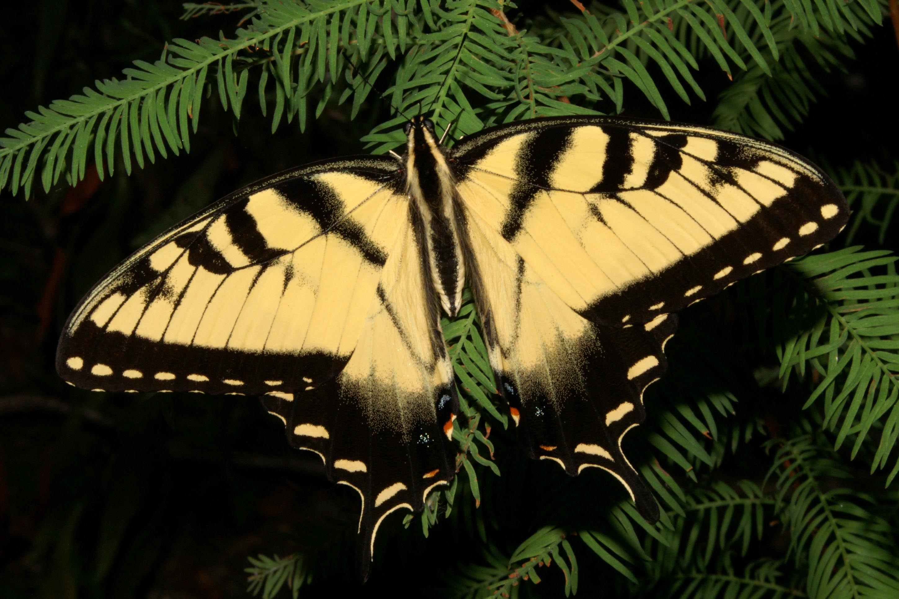 Papilio glaucus