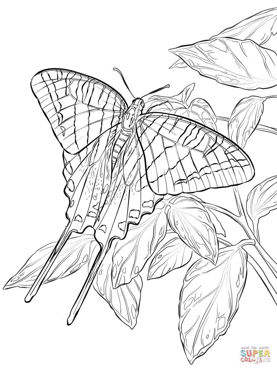 Zebra swallowtail butterfly coloring page free printable coloring pages