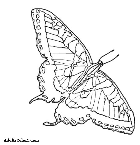 Butterfly coloring pages airborne art