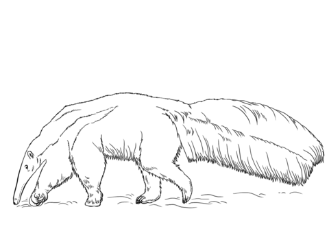 Giant anteater coloring page free printable coloring pages