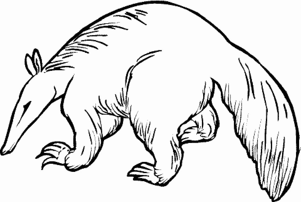 Anteater coloring pages