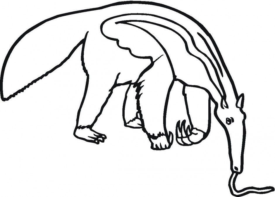 Anteater coloring pages