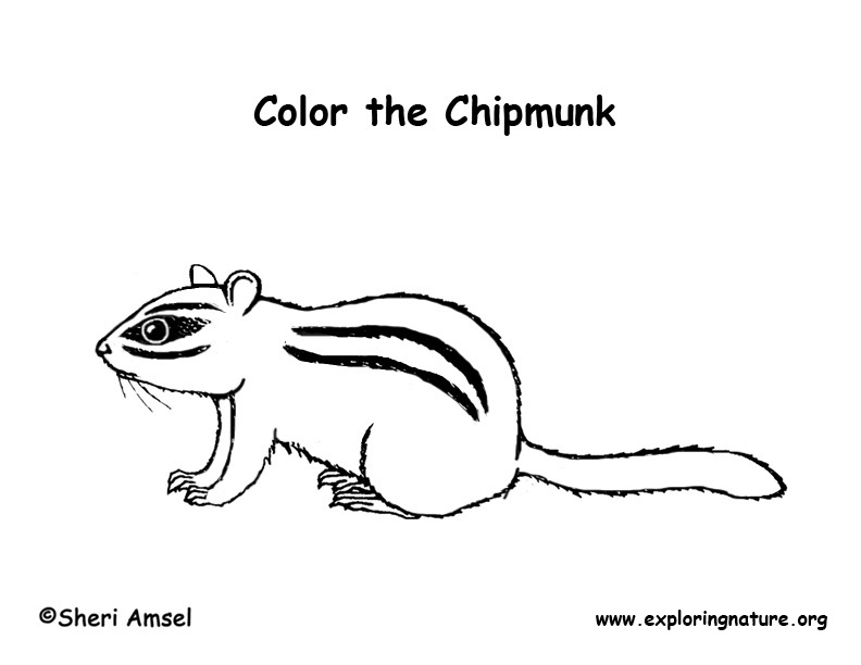 Chipmunk eastern â coloring nature