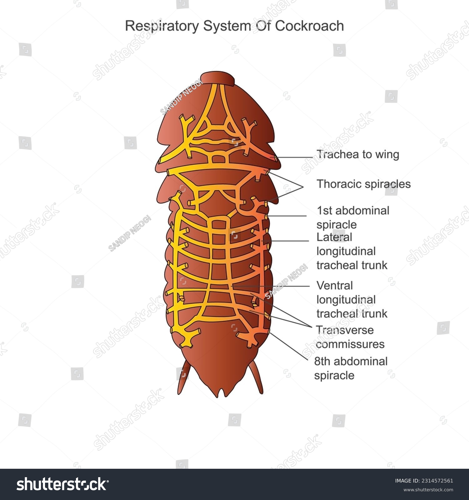 Hundred cockroach anatomy royalty