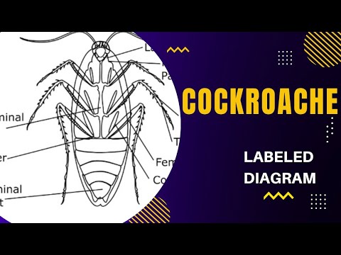 How to draw cockroach draw cockroach with lable parts