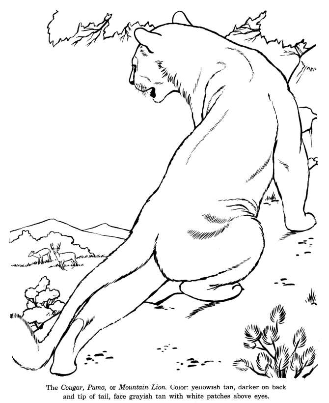 Animal drawings coloring pages cougar animal identification drawing and coloring pages