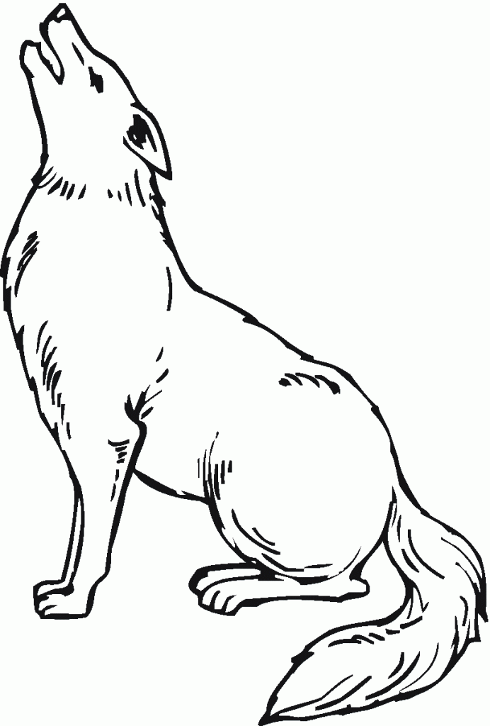 Free printable coyote coloring pages for kids coyote drawing coloring pages for kids animal coloring pages