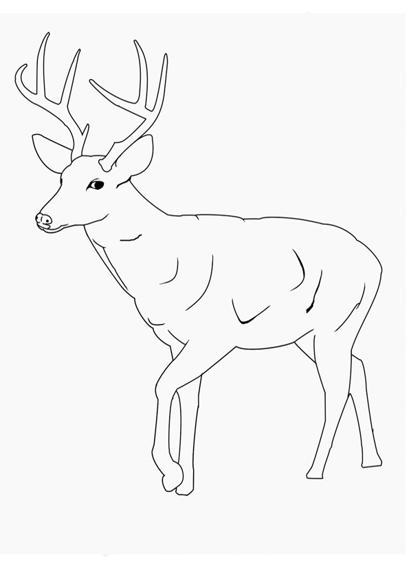 Coloring pages easy deer coloring pages for kids