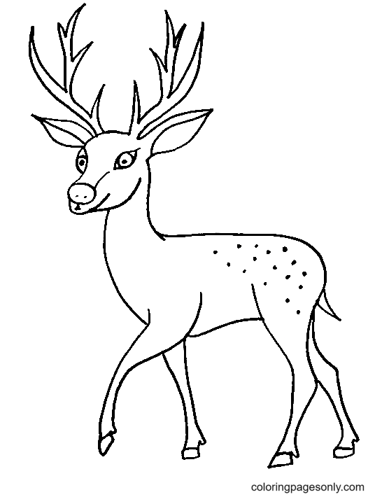 Deer coloring pages printable for free download