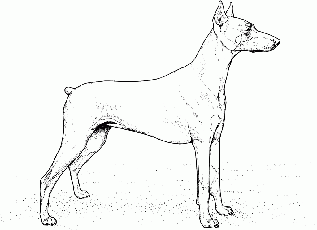 Doberman coloring pages dog coloring page dog coloring book horse coloring pages