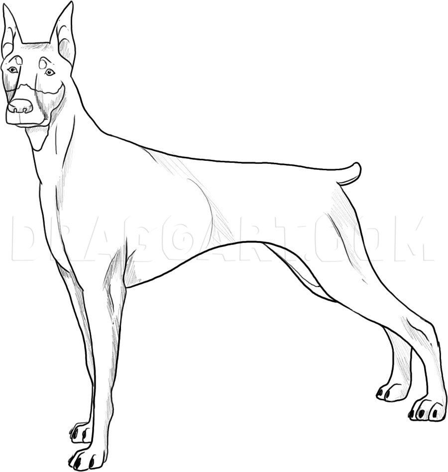 How to draw a doberman step by step drawing guide by dawn dog drawing simple dog drawing doberman