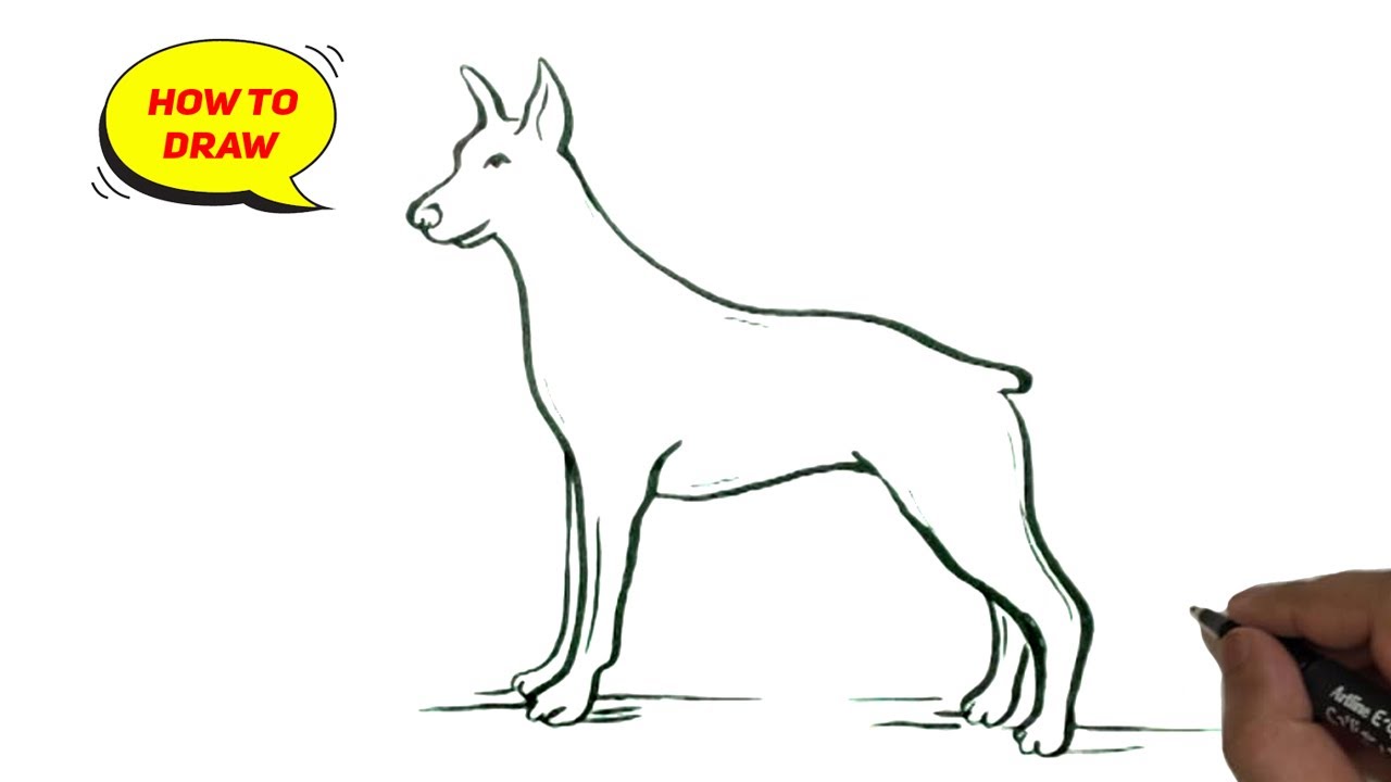 How to draw doberman dog drawing easy and step by step