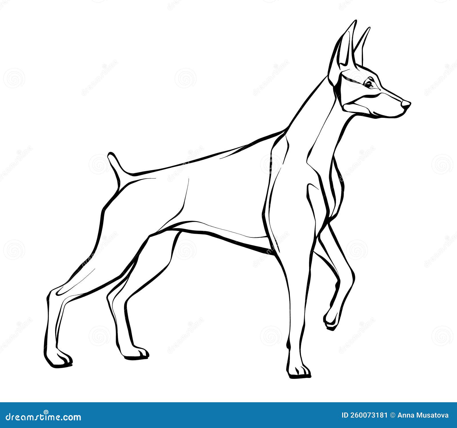 Drawing of a doberman dog standing illustration of a black and white sketch stock vector