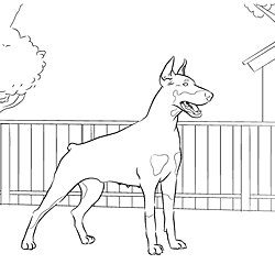 Online coloring pages of your favorite dog breed doberman pinscher blue doberman pinscher doberman puppy