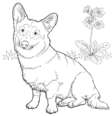 Pembroke welsh corgi dog coloring page animal coloring pages dog coloring book