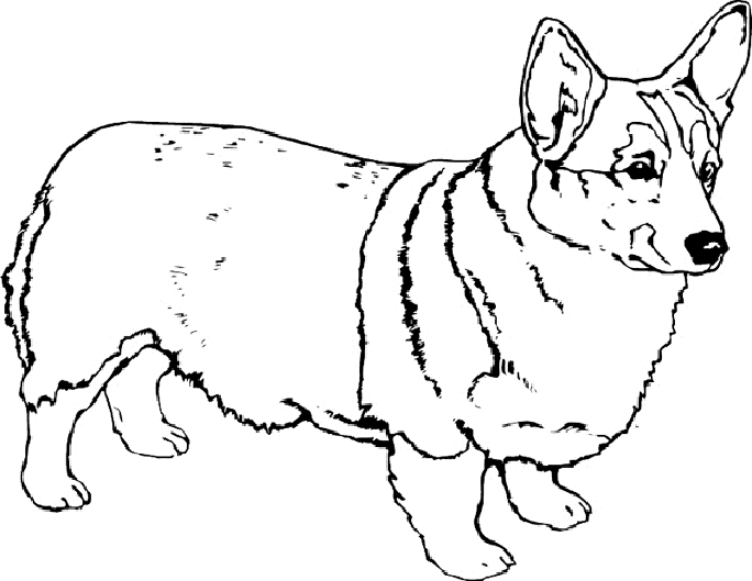 Corgi coloring pages