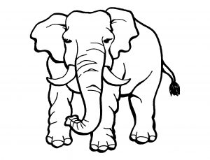 Elephants