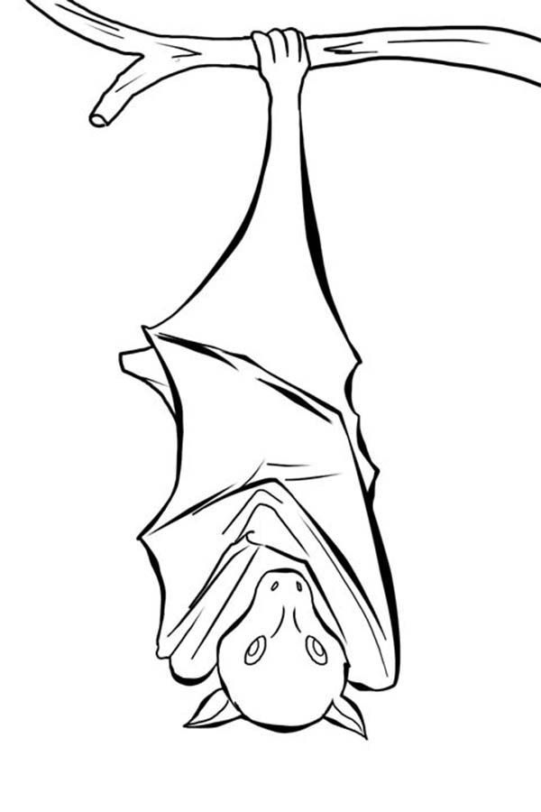 Hanging bat coloring pages bat coloring pages coloring pages animal coloring pages