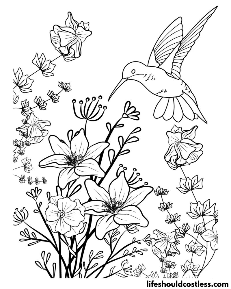 Hummingbird coloring pages free printable pdf templates