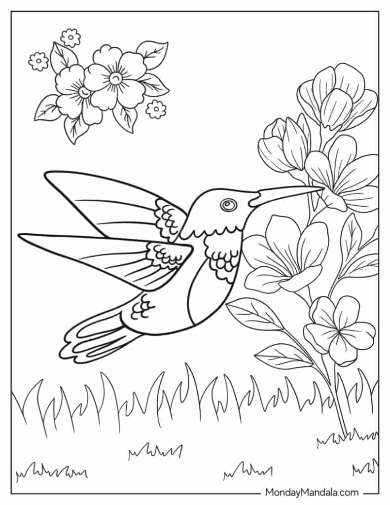 Hummingbird coloring pages free pdf printables