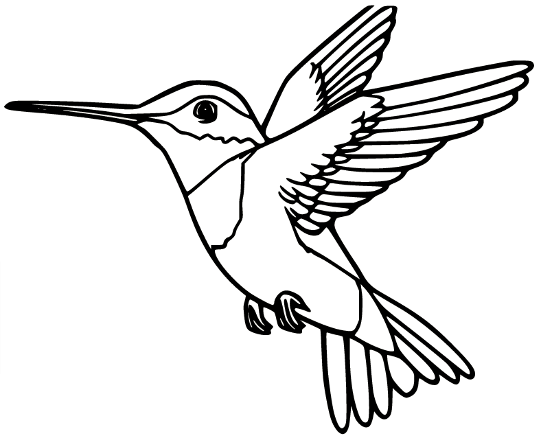 Hummingbird coloring pages printable for free download