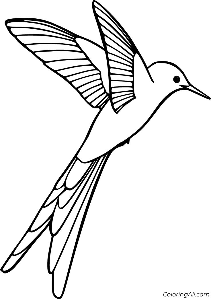 Hummingbird coloring pages bird coloring pages easy coloring pages bird outline