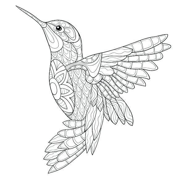 Printable coloring pages bird coloring pages hummingbird colors bird drawings